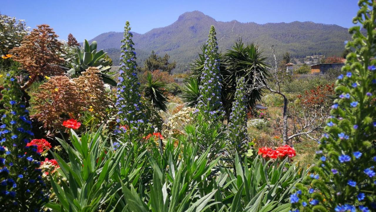 Finca Primavera El Paso Exteriör bild